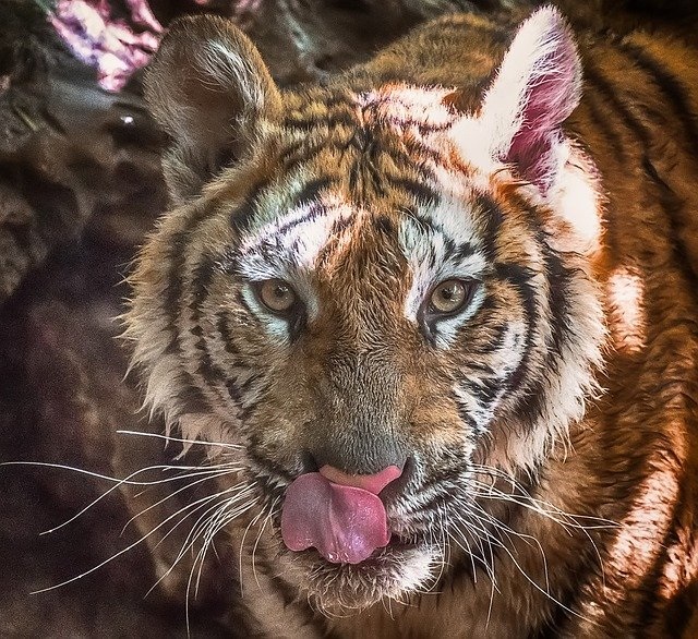 Tiger Angst bewältigen